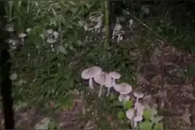 1800元/公斤？杭州有人深夜出动，还有人来收购！即将大量出现……图片