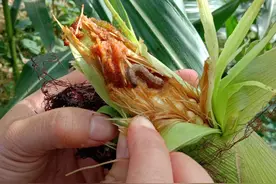 防治玉米螟要打几次药？什么时间打药？选哪种药？告诉你答案图片