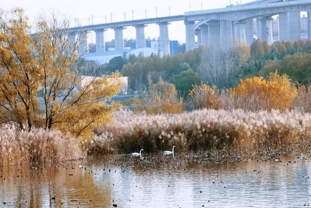 一湖初冬色，半城清欢美——三门峡苍龙湖的冬日盛景