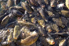 长江的“哭泣”！超过2米的鱤鱼泛滥，十年禁渔竟成了养虎为患？图片