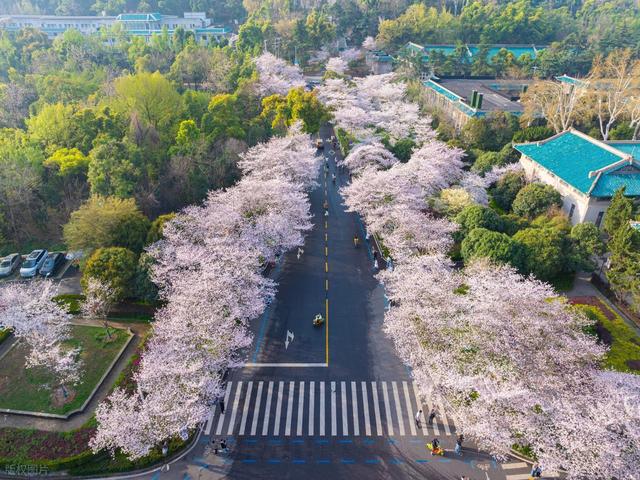 春季8个顶级赏樱地，3月盛花期，快去解锁春日花海