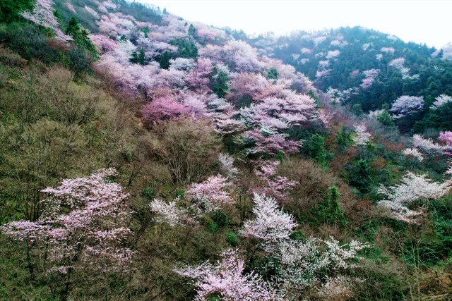 谁说三月赏花要人挤人？安徽深山惊现“双色花海”0门票还人少！