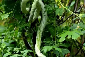 10种这辈子都没见过的，奇特瓜果蔬菜图片