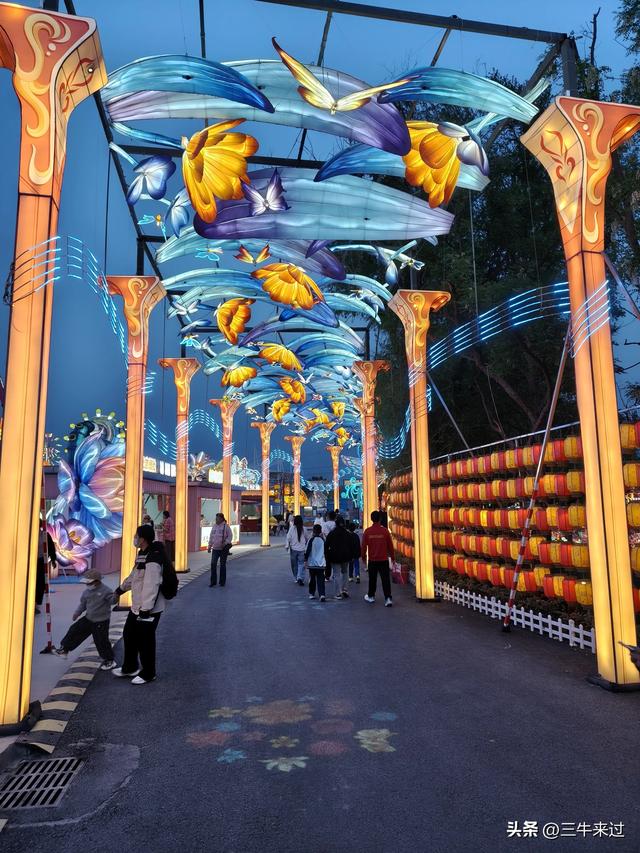 无为在歧路，淄博花灯齐彩城免票