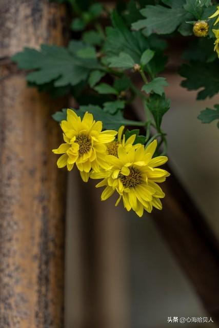 今日爆款文章：《你缺的不是时间，而是心的归处》