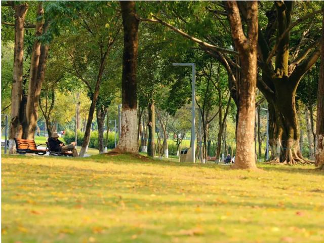 最高气温20℃！重庆人快来这些公园晒太阳