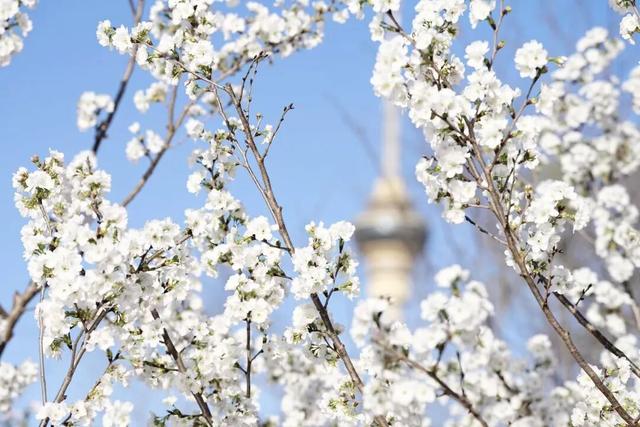 花开京城万物新 | 樱花盛开，京城春日顶流来袭