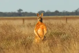 自然界的奇迹：24个令人惊奇的趣味科学事实！图片