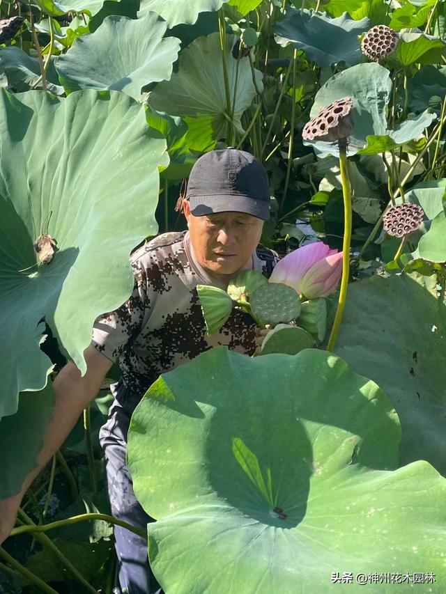 千年古莲绽新颜:“莲痴”徐钢让沉睡千年的古莲焕发新生