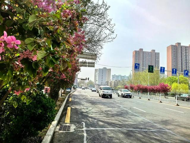 石家庄多条花街迎来观赏季