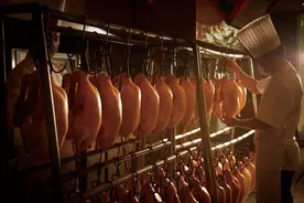 好食材看源头 解密全聚德烤鸭的味觉密码图片