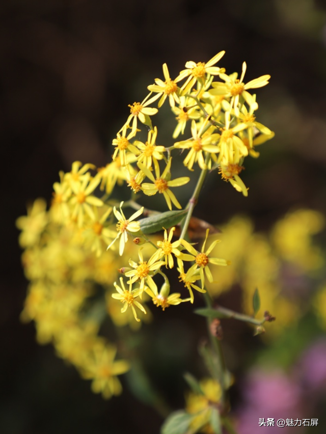 来石屏牛街赴一场与繁花的诗意之约~