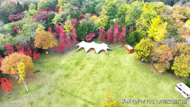 济南植物园藏着秋日顶流!这漫天红叶,正等你赴一场红焰之约