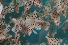 石斑鱼养殖天花板—老鼠斑，卖的贵是有原因的图片