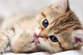 惊人的"弃猫效应"：让一个人“离不开你”的最好方式是，先抛弃他图片