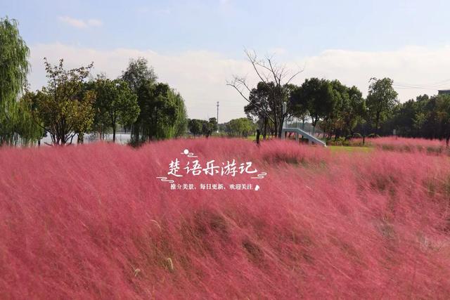 浙江宁波新推出一个粉黛花海，居然绵延5公里，成为拍照赏景胜地