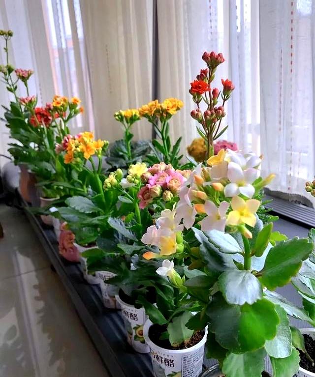 北京一太太因“酸奶杯养长寿花小苗”走红网络，省钱又治愈	，牛