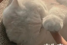 表情包：奴才来给您请安了~图片