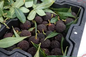 300元/公斤！头荐杨梅刚上架就预订一空！网友：今年这么早……图片