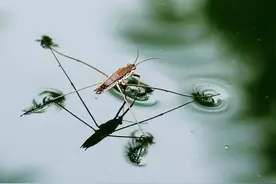 认识一下水生昆虫，养鱼野采时见到好奇却不知！第九种是真讨厌！图片
