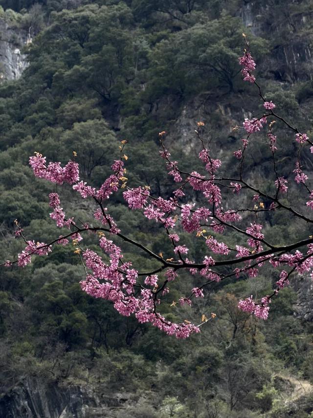 实况直击｜唐家河紫荆盛花期已至 花海打卡拍照直接封神