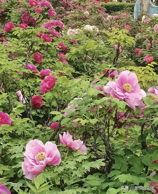 去洛阳看牡丹才发现：洛阳的地铁是给外地人修的，本地人真不咋坐