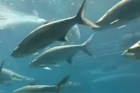 头条小助手邀请参与写下联，我绞尽脑汁想出一个与众不同的下联图片