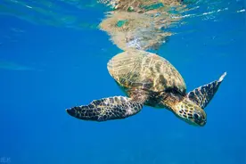 警方查获一艘渔船，竟都是国家一级保护动物图片