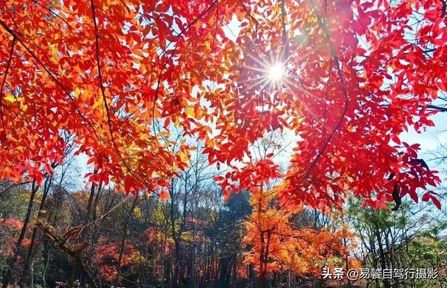 香山红叶摄影进阶：必须掌握这6个实战技巧，张张出大片成顶流