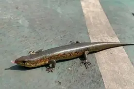 80年代常见的7种小动物，如今都消失不见了，你家乡还能找到吗？图片