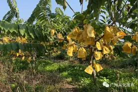 长在树上的“冰淇淋”！从化凤梨释迦果成熟上市，果肉甜到入心图片