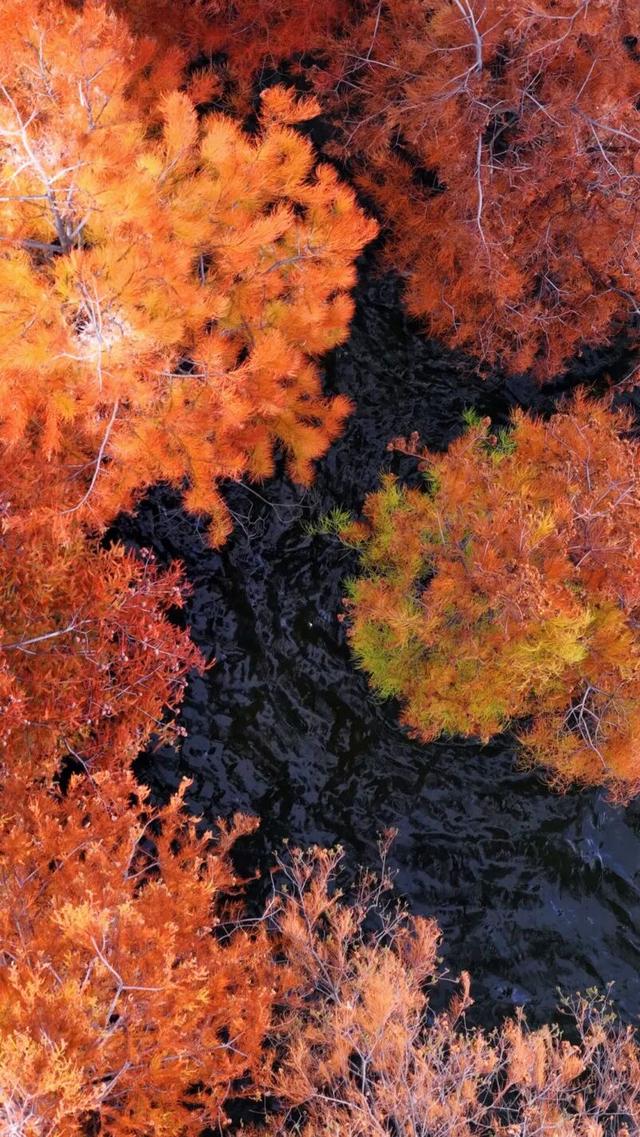 洱海水杉，每天勾我100次