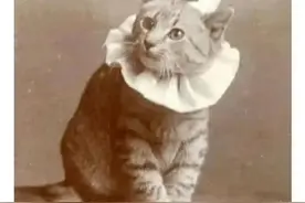 百年前的小猫照片图片