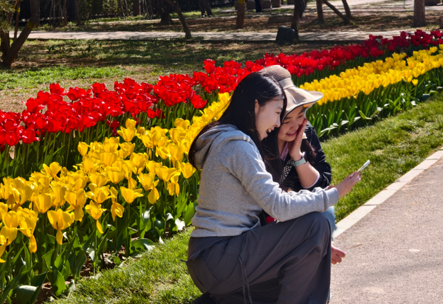就在石家庄！30万株郁金香进入盛花期