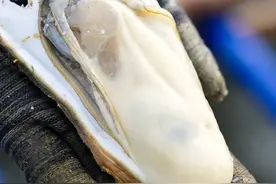 大量上市！珠海「新特产」！图片