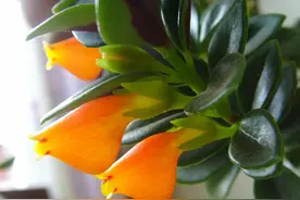 金鱼吊兰怎么养？做好2点就够了，开花多很茂盛，叶子油绿发亮图片