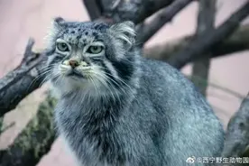 兔狲“狲尚香”离世：网红光环背后，谁听见了野性的悲鸣？图片