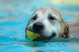 夏季养狗的致命行为，一个都别再犯！图片