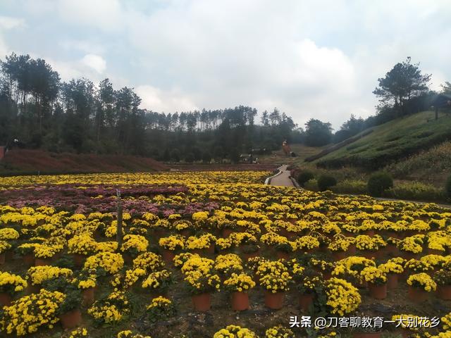 麻城旅游：2025年金秋，麻城五脑山菊花大观园福菊飘香，花海烂漫