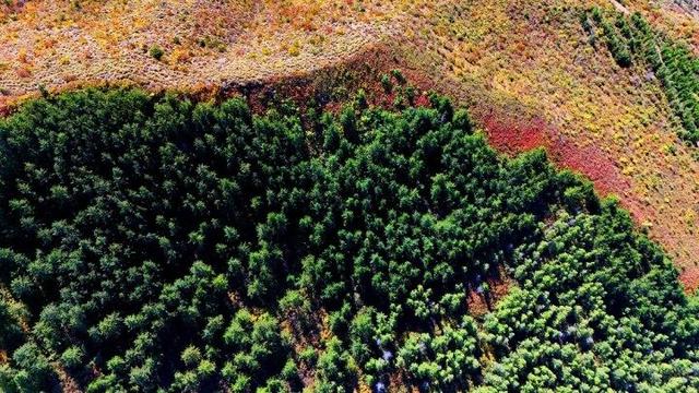 走进赤峰马鞍山林场 邂逅绚烂山林秋色
