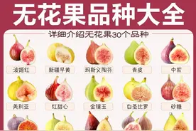 无花果品种大全！今天我们来认识一下它们吧图片