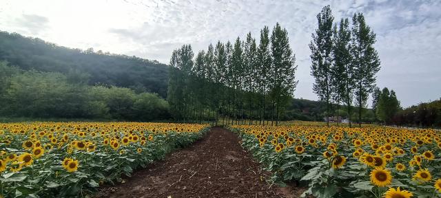 鸭凫峪鹿走沟向日葵🌻花海惊艳亮相！