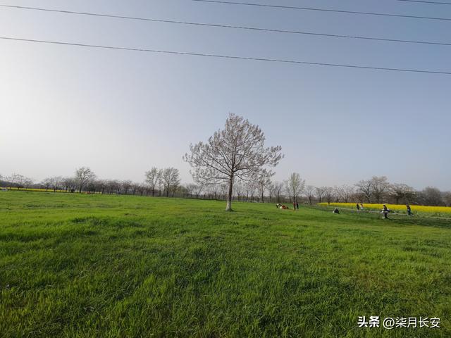 西安西北郊油菜花海美爆了，地方大花多，搭帐篷户外游玩好去处