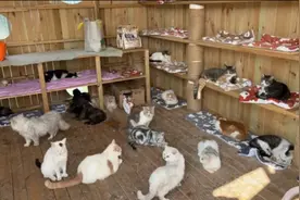 上千只猫涌进来后，猫咪收容所濒临倒闭图片
