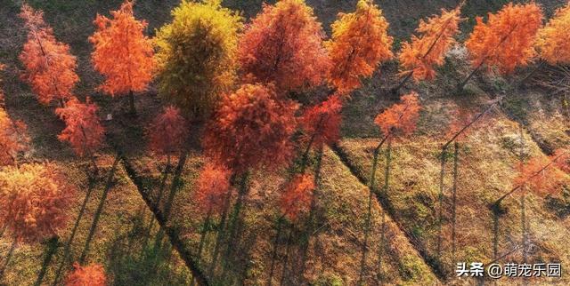 晨光轻抚江面，武汉苏醒时，我被这暖冬诗意震撼了