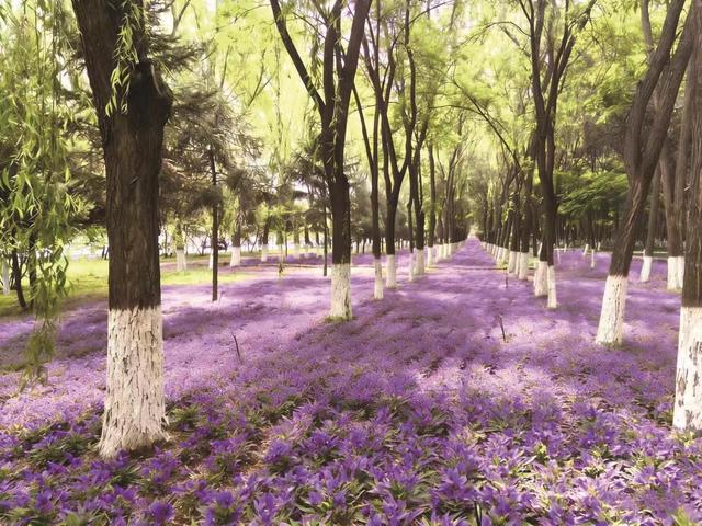 一园一景一花事花漾 银川这份赏花月历让你从春“美”到秋