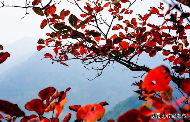 初冬“调色盘”已上线！古林坪红叶进入最佳观赏期，快来打卡！