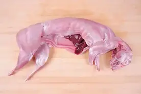 光吃兔肉真的会把人饿死吗？图片
