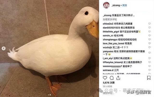“鸭中爱马仕”跌落神坛，从上万一只到300元甩卖无人在意！