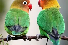 盘点三种常见可合法饲养鹦鹉的优缺点(牡丹篇)图片